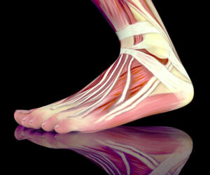 n illustration showing the layers of muscles and tendons inside a foot